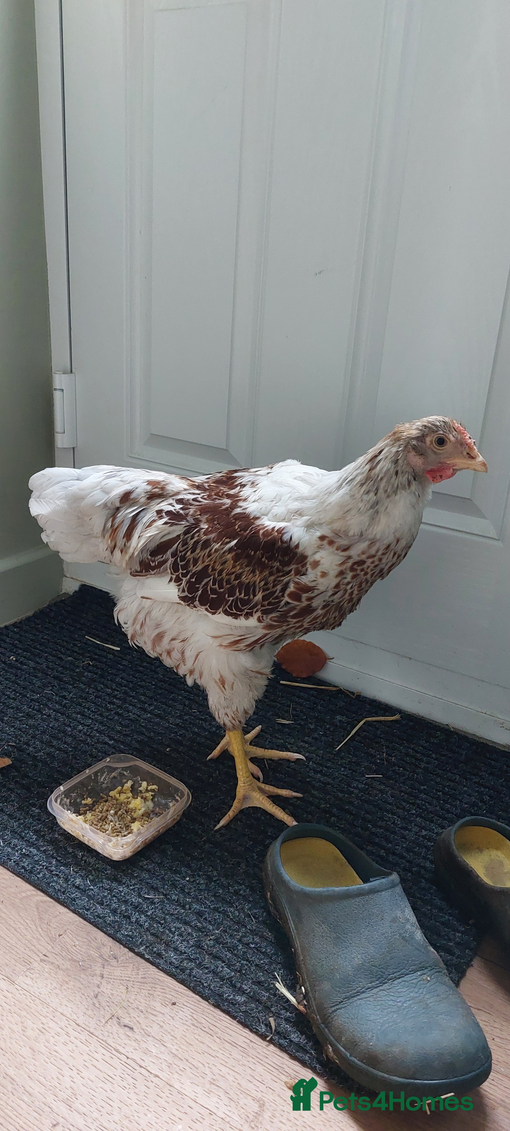 Chickens poultry Buff laced wyandotte cockerel  - Advert 21