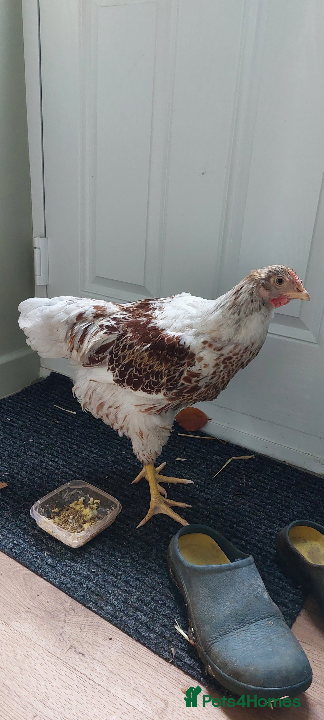 Chickens poultry for sale: Buff laced wyandotte cockeral  - Advert 1