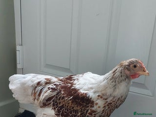 Chickens poultry Buff laced wyandotte cockeral - Advert 1