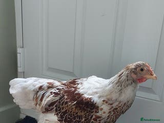 Chickens poultry Buff laced wyandotte cockerel - Advert 18