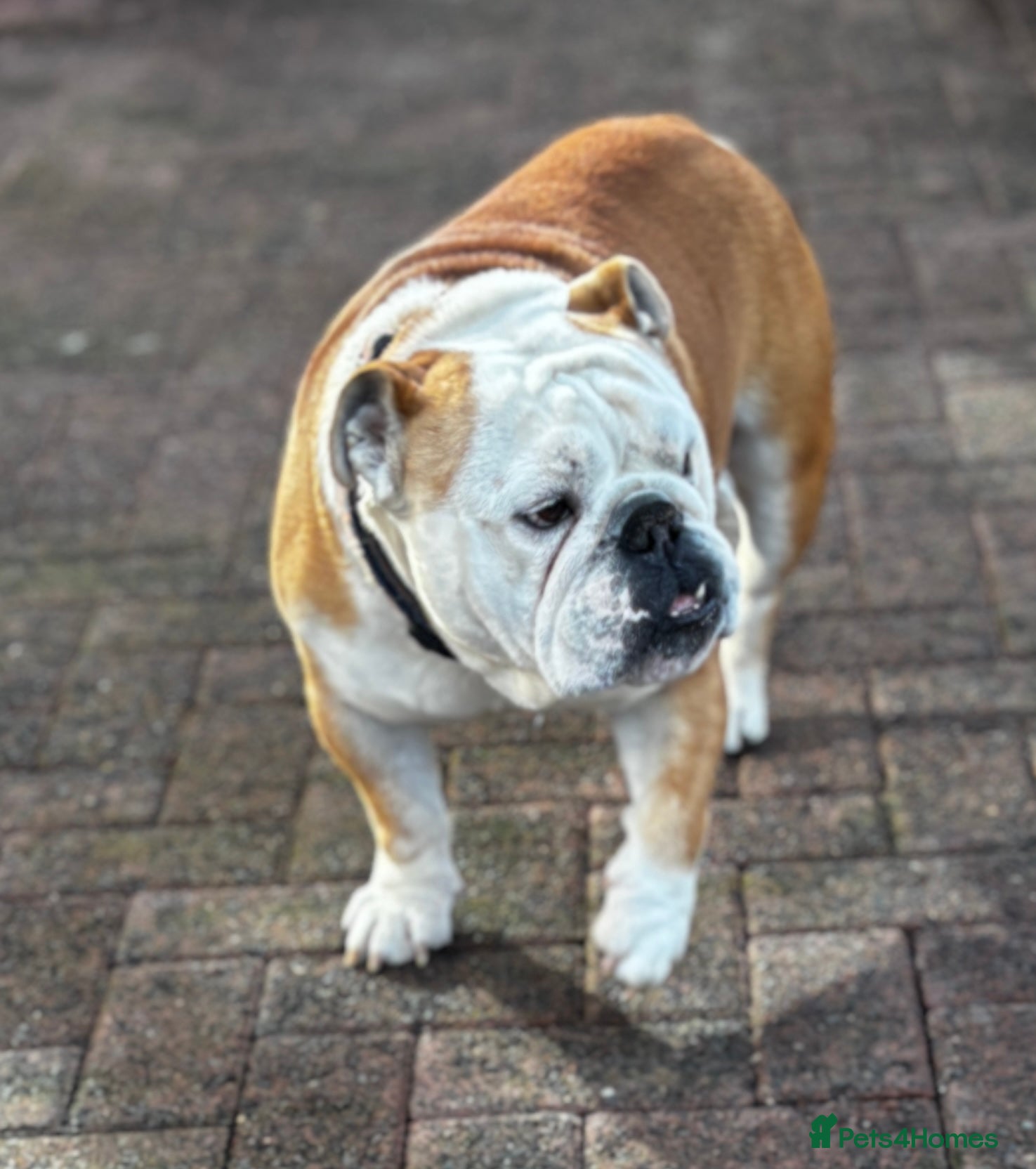English Bulldog dogs Mr Belvedere English Bulldog available for stud in Carlisle - Advert 2