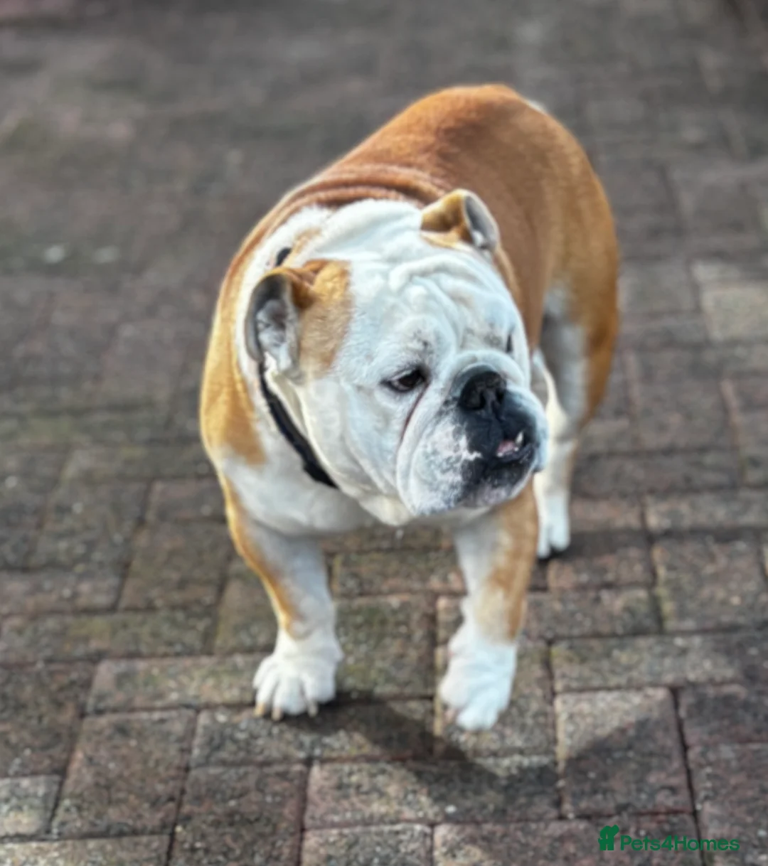 English Bulldog dogs for stud: Mr Belvedere English Bulldog available for stud in Carlisle - Advert 1