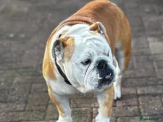 English Bulldog dogs Mr Belvedere English Bulldog available for stud in Carlisle - Advert 16