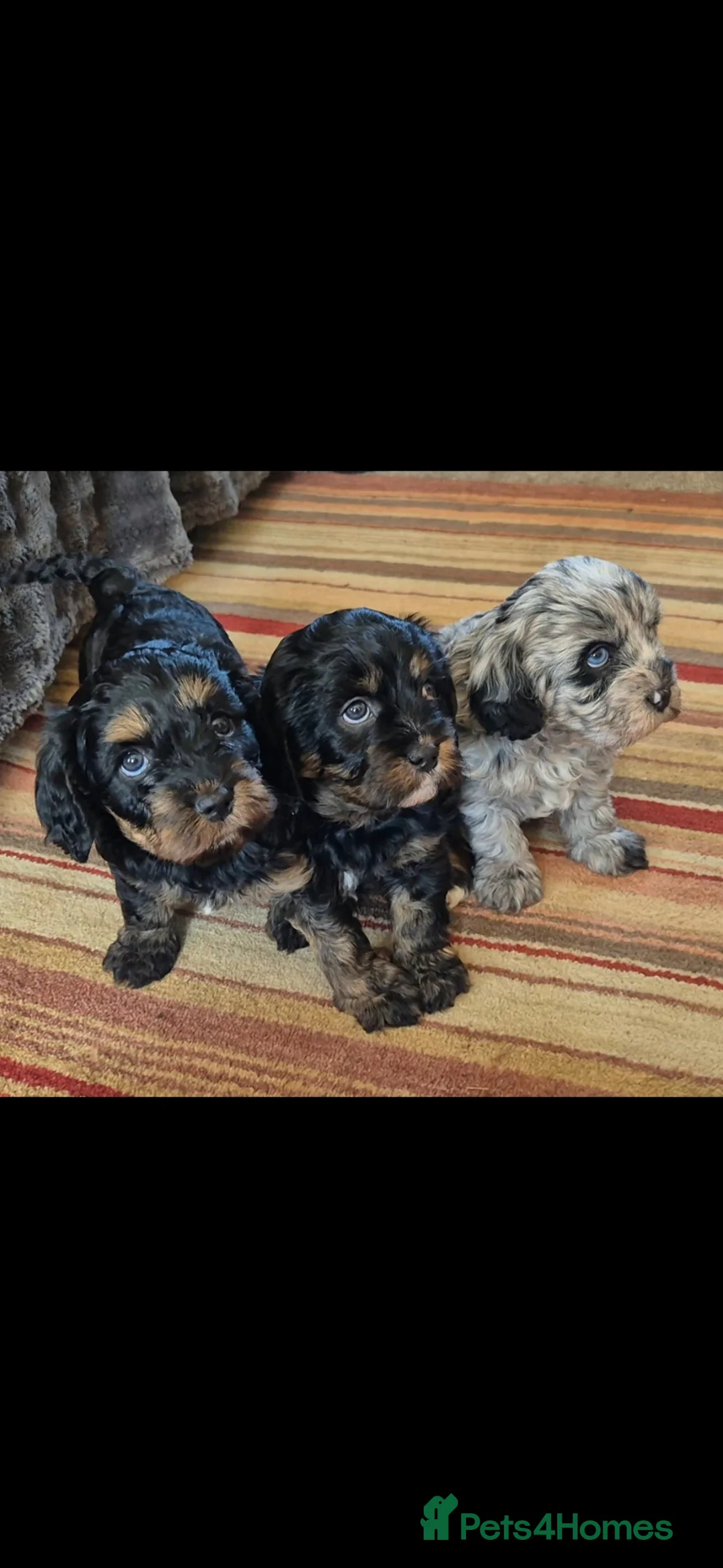 Cavapoo dogs for sale: 3 Beautiful Cavapoo Girls, 2 Black/Tan and 1 Merle in Truro - Advert 1