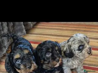 Cavapoo dogs 3 Beautiful Cavapoo Girls, 2 Black/Tan and 1 Merle - Advert 18