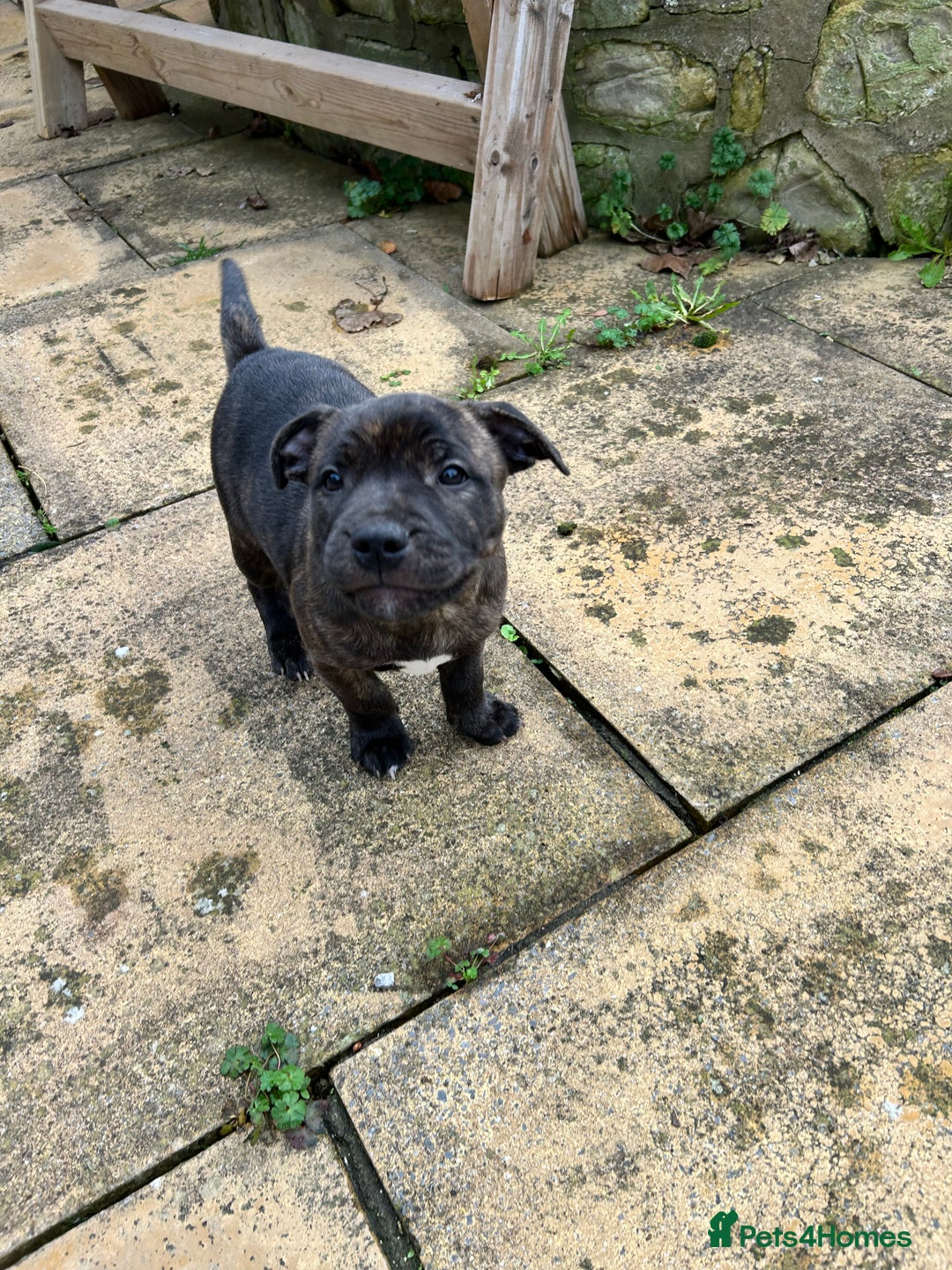 Staffordshire Bull Terrier dogs for sale: Staffordshire Bull Terrier puppy - Advert 4