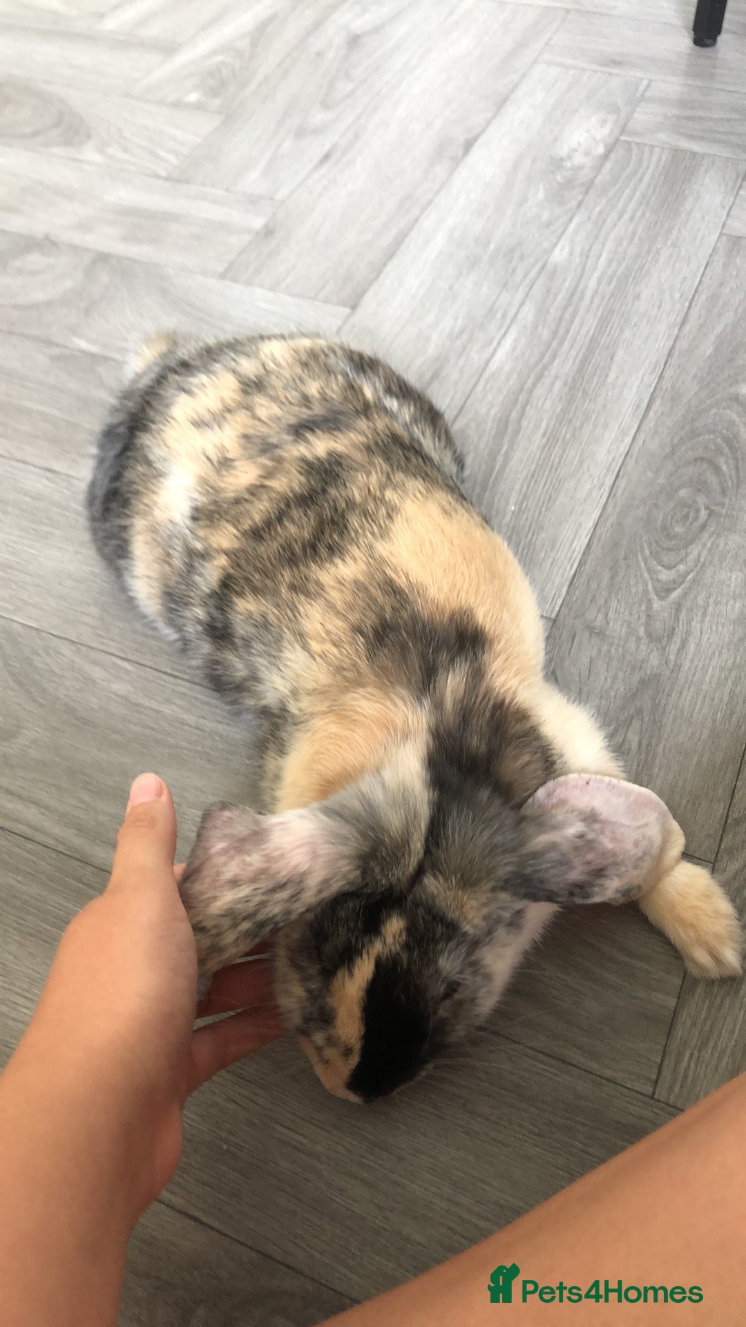 Dutch rabbits for sale: Crossbreed Rabbit  - Image 3