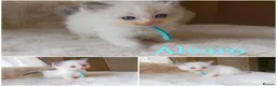 Ragdoll cats for sale: TICA Ragdoll kittens🐱🐱🐱 - Advert 7