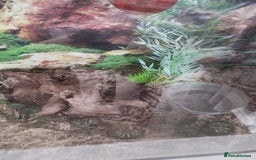 Spiders invertebrates for sale: Various spiders  - Image 1