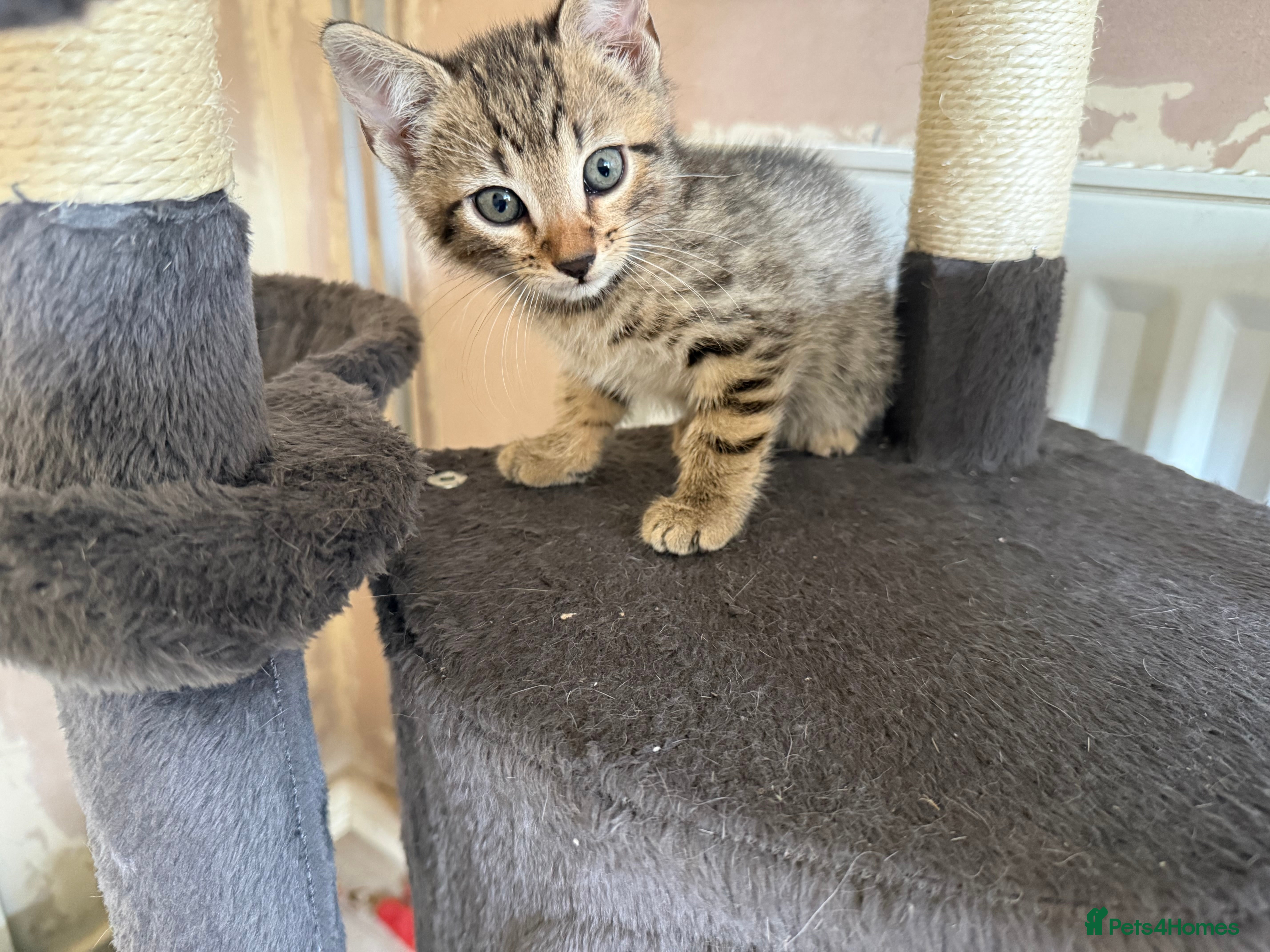 Bengal cats for sale: 1 female kitten available  - Advert 7