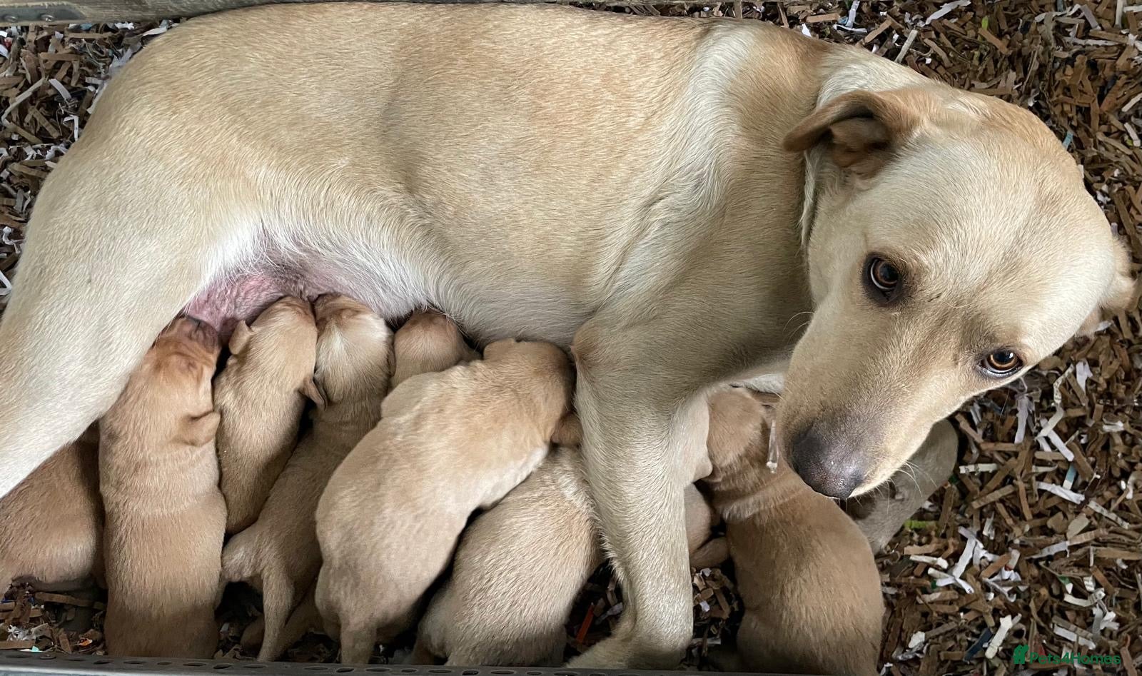 Labrador Retriever dogs KCReg Pedigree Labrador Pups Parents Health Tested - Advert 2