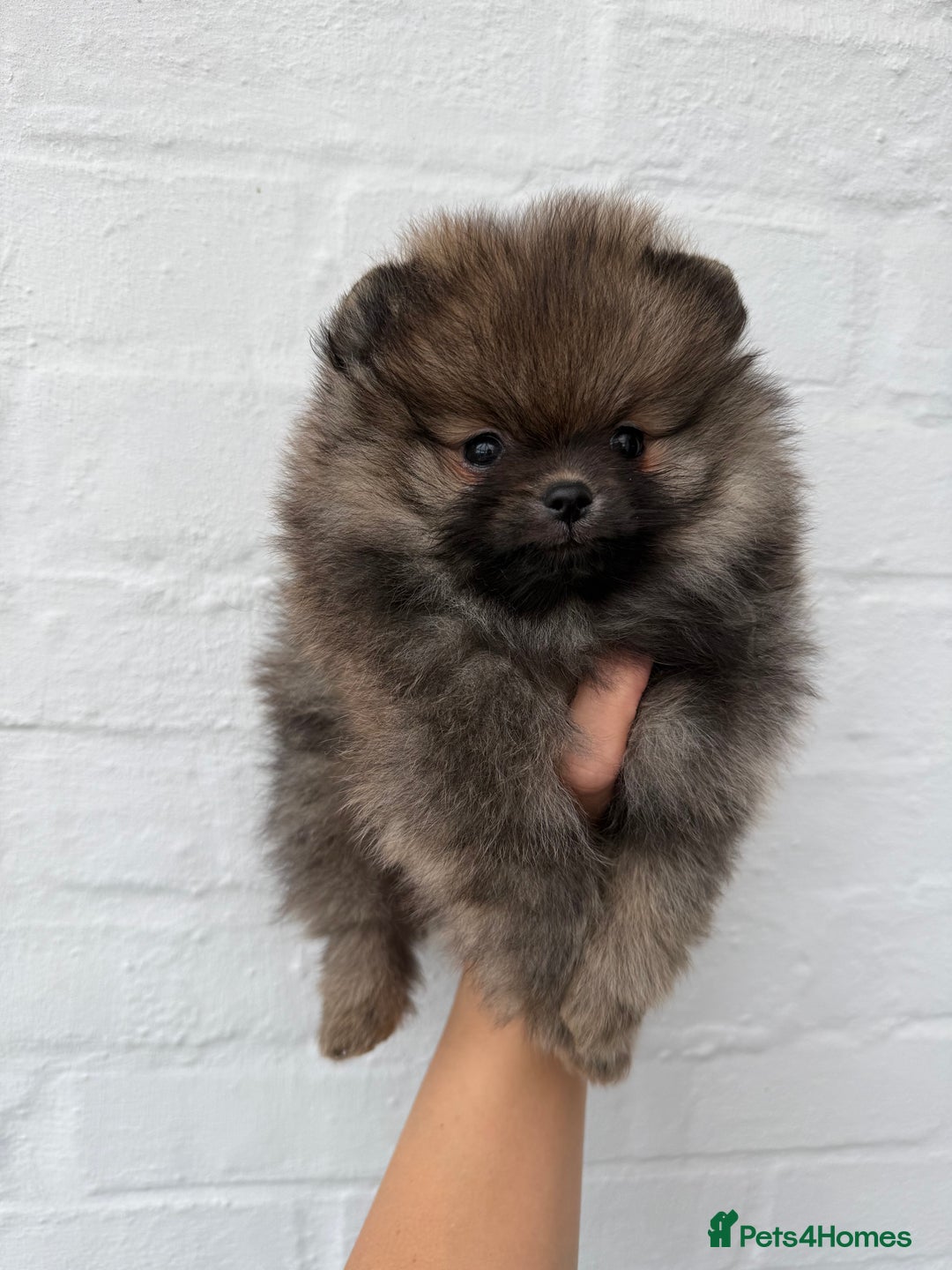 Pomeranian dogs for sale: BEAUTIFUL MALE POMERANIAN PUPPY  - Advert 3