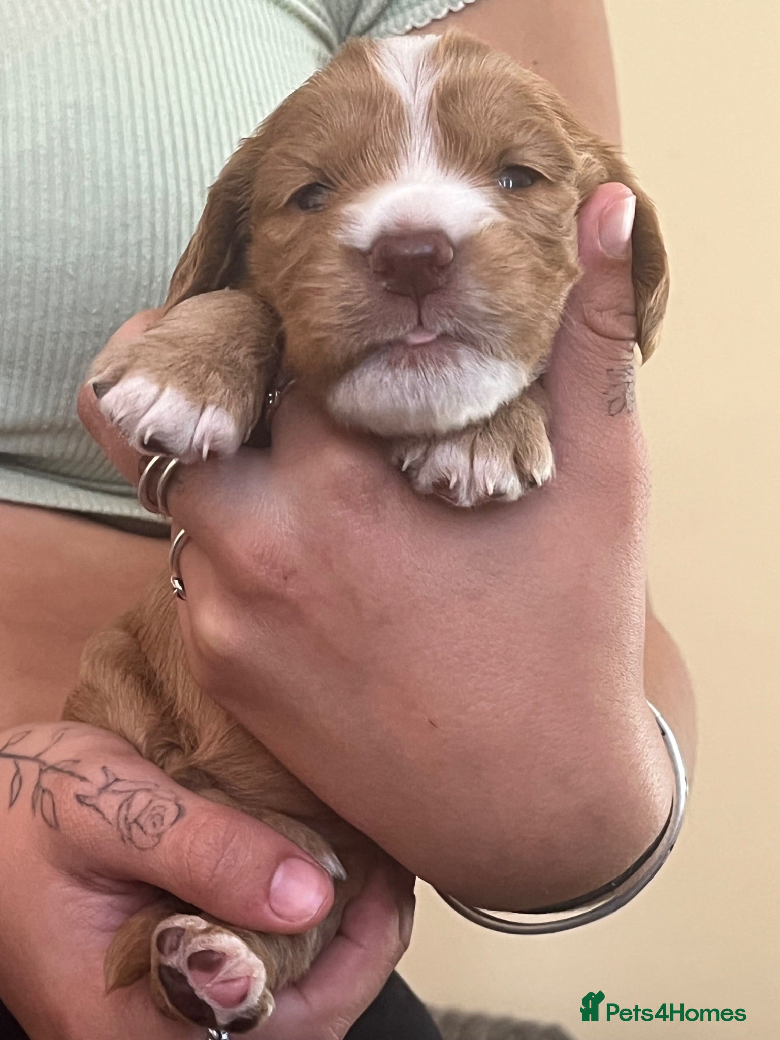 Cocker Spaniel dogs Full bred working cocker spaniel puppies - Advert 5