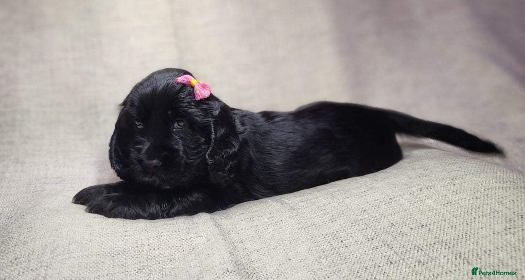 Cocker Spaniel dogs for sale: Show type unique markings cocker spaniel puppies  - Advert 25
