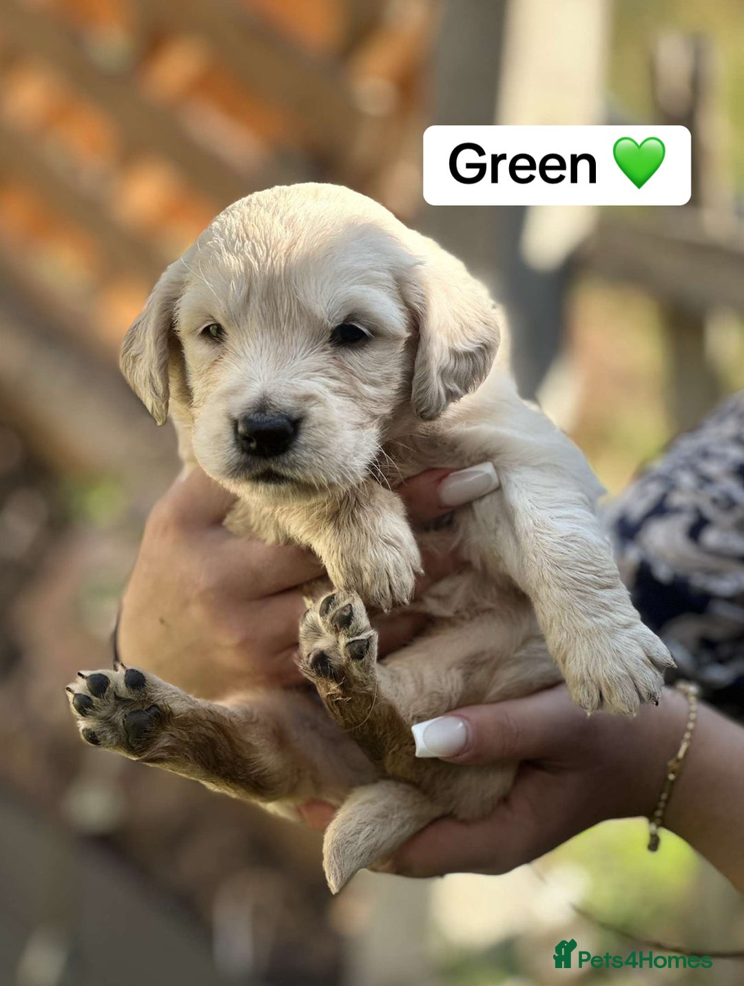 Golden Retriever dogs for sale: PEDIGREE HEALTH TESTED GOLDEN RETRIVER PUPPIES KC - Image 26