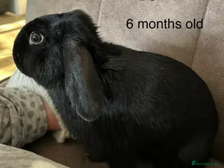 Mixed Breed rabbits Mixed breed baby rabbits - Advert 17