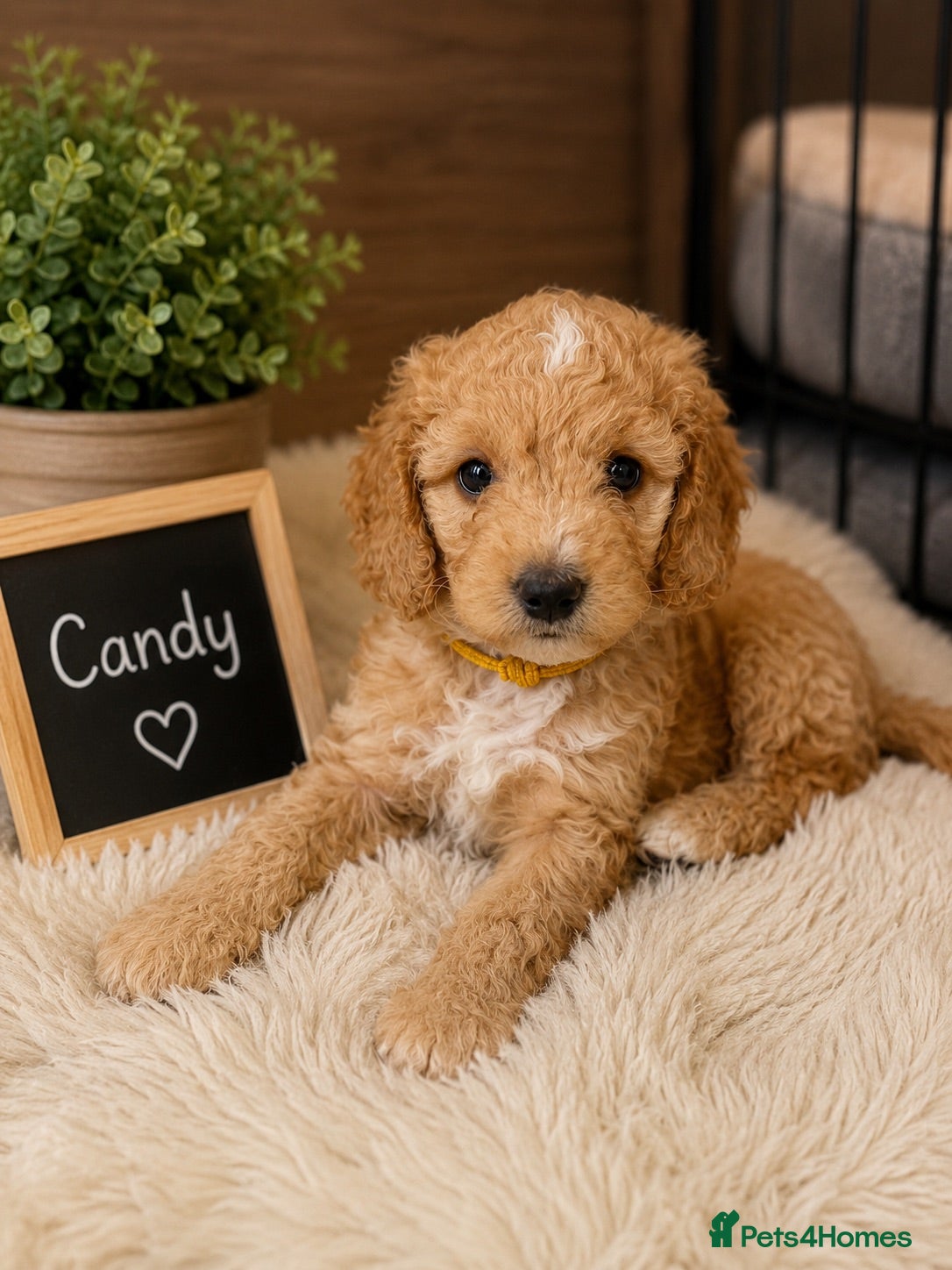 Australian Labradoodle dogs Outstanding 5 🌟🌟 Australian labradoodle litter  - Advert 10