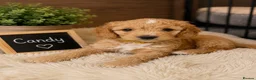 Australian Labradoodle dogs for sale: Outstanding 5 🌟🌟 Australian labradoodle litter  - Advert 1