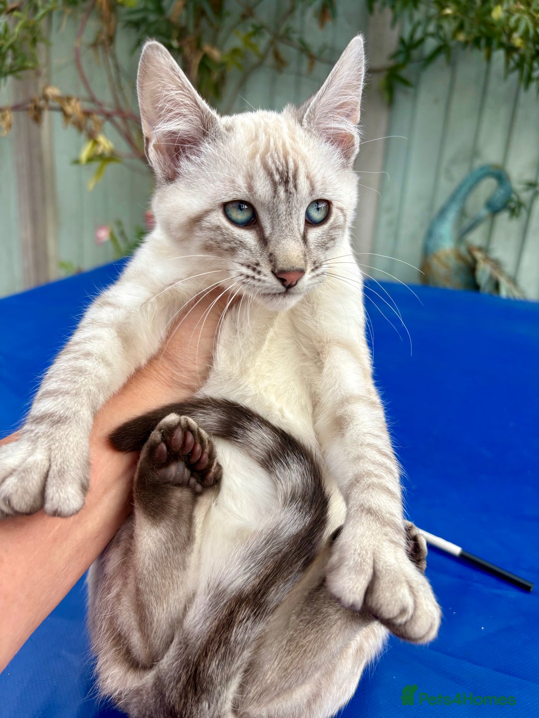 Bengal cats for sale: Gob smacking rare kittens  - Image 24