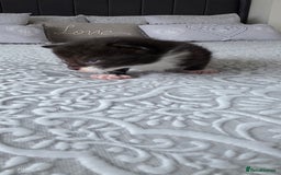 Domestic Shorthair cats for sale: A little of 5 beautiful kittens! - Advert 4