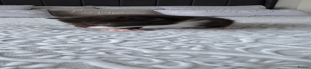 Domestic Shorthair Kitten 2