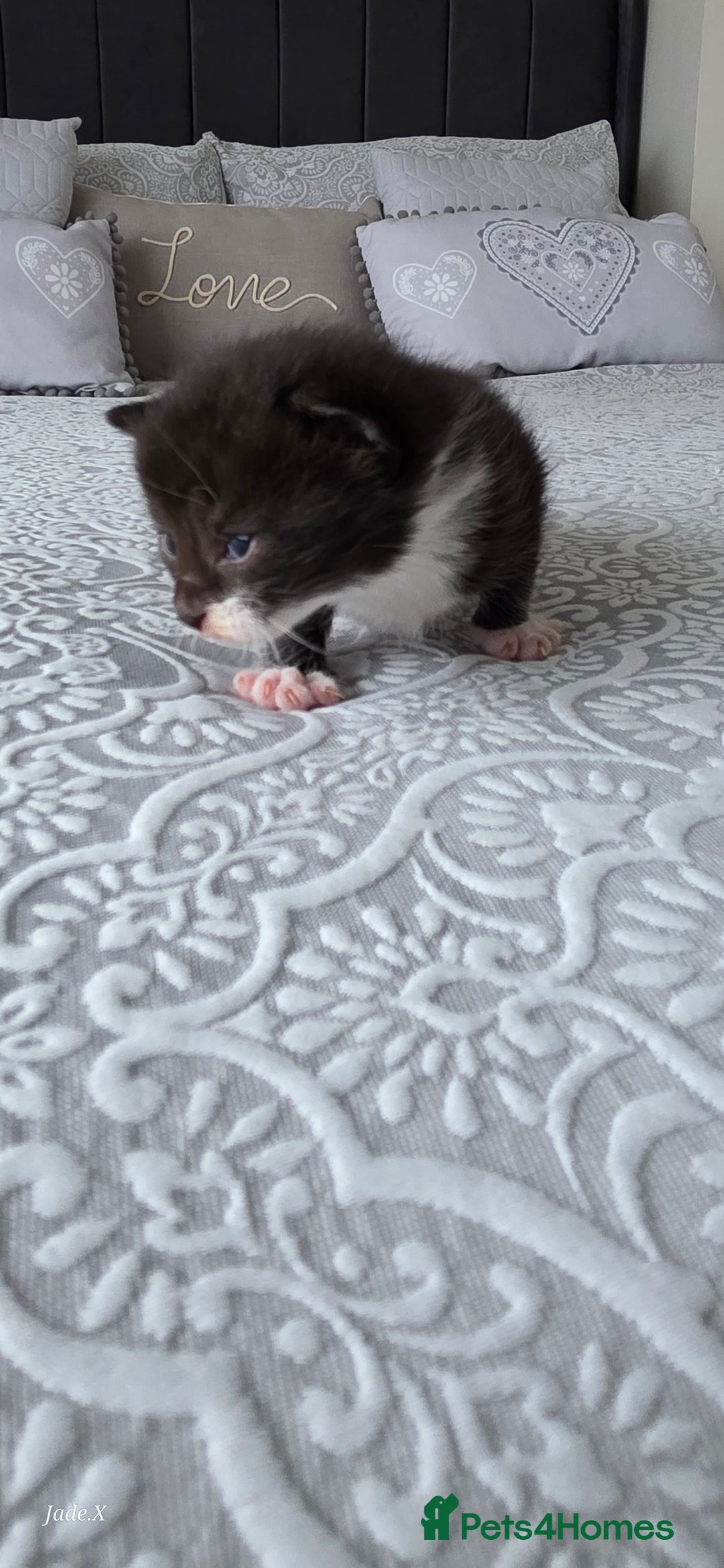 Domestic Shorthair cats for sale: A little of 5 beautiful kittens! - Advert 4