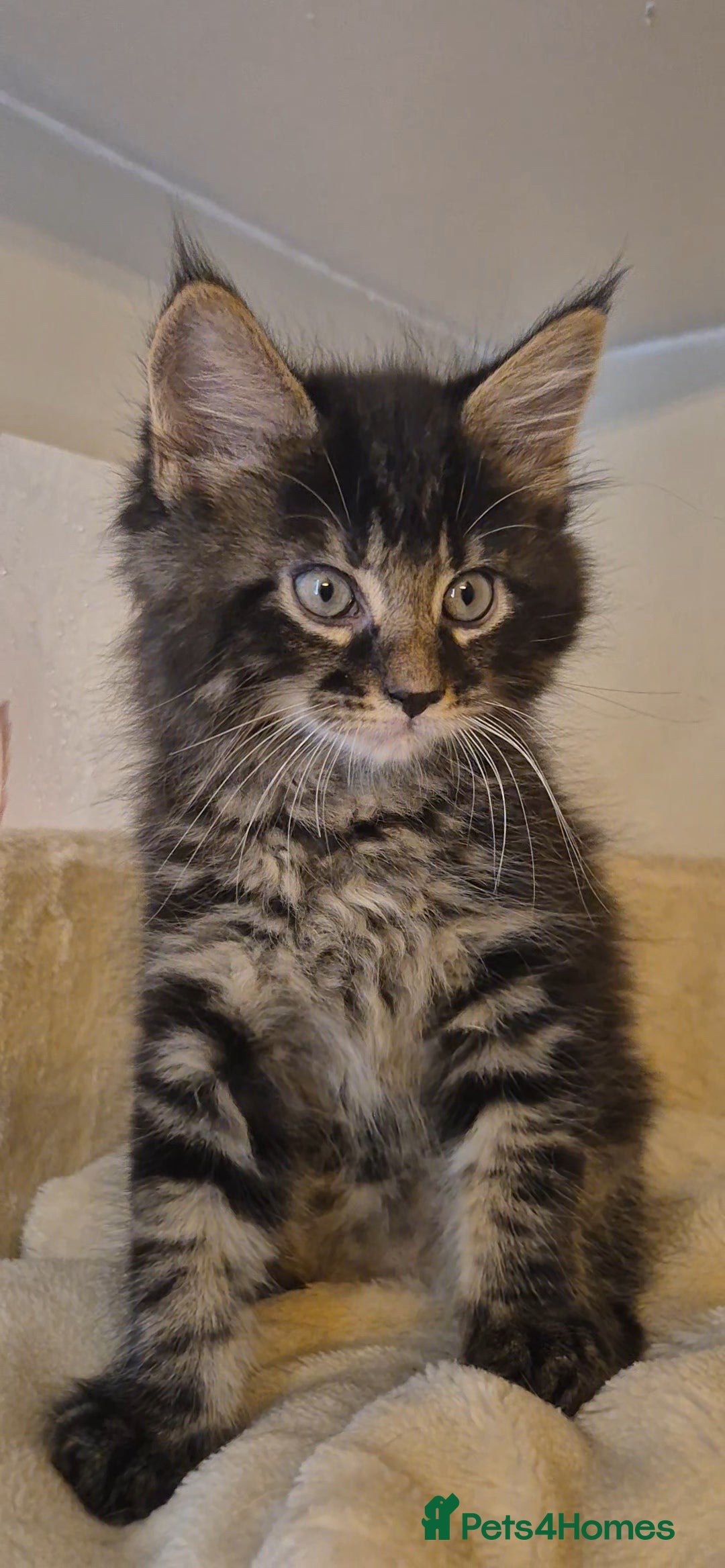 Maine Coon cats for sale: Friendly Maine coone mix baby's ready to go  - Advert 34