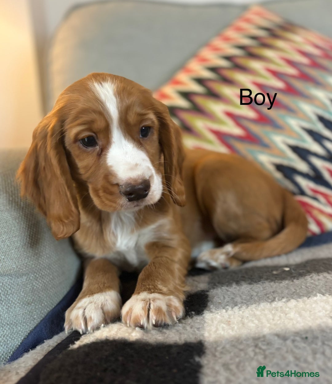 Cocker Spaniel dogs for sale: KC Cocker spaniel pups  - Image 12