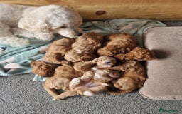 Cavapoochon dogs for sale: Cavapoochon puppies available  - Image 2