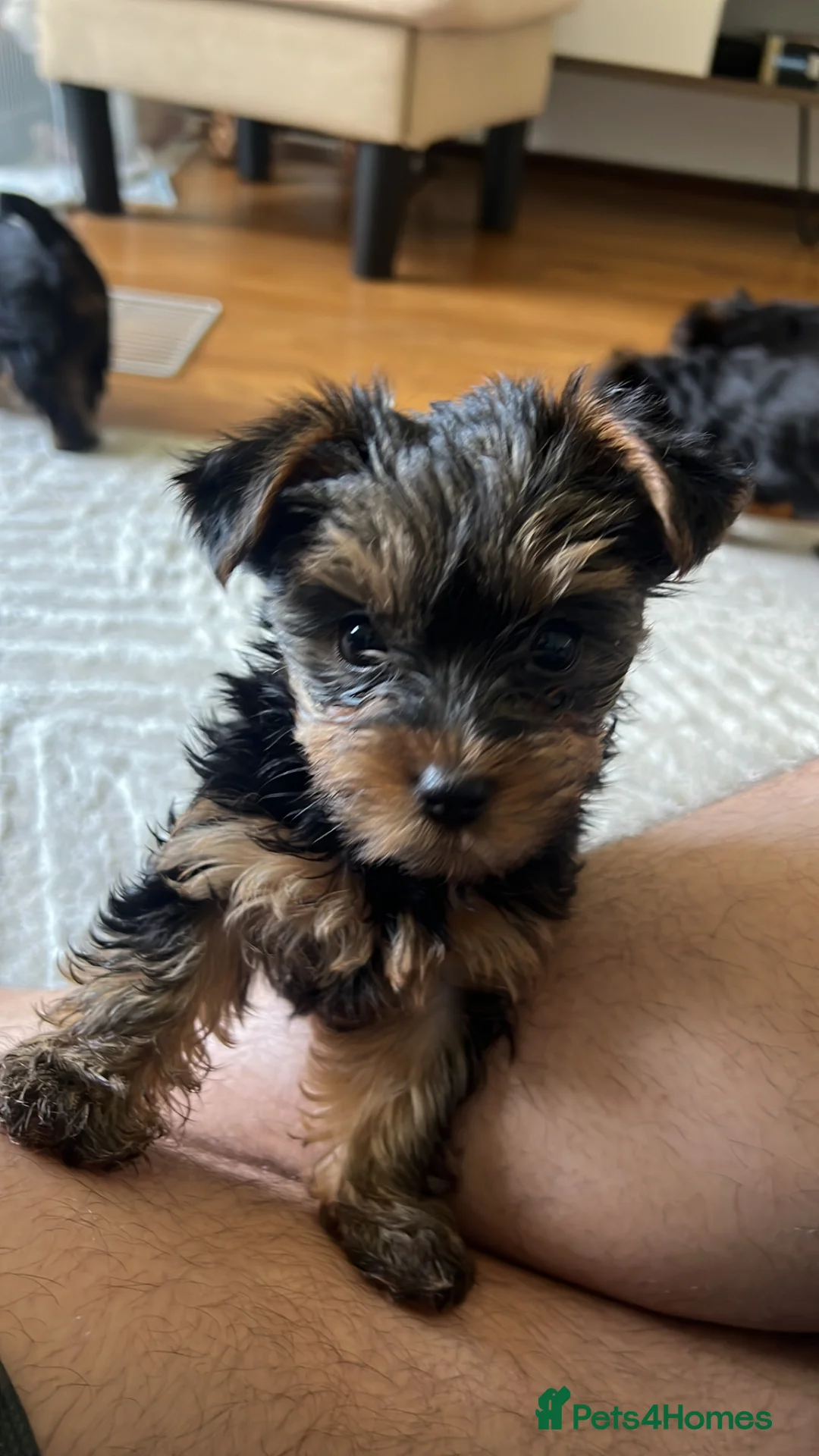 Yorkshire Terrier dogs for sale: ONLY 1 LEFT!! Purebred miniature Yorkshire Terrier - Advert 2