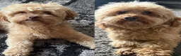 Shihpoo dogs for sale: Adorable F1B Shihpoo puppies ready 9/8/26 🧸🤎🐾 - Advert 4