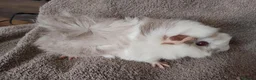 Guinea Pig rodents for sale: Baby guinea sows & adult boar & sow  - Advert 2
