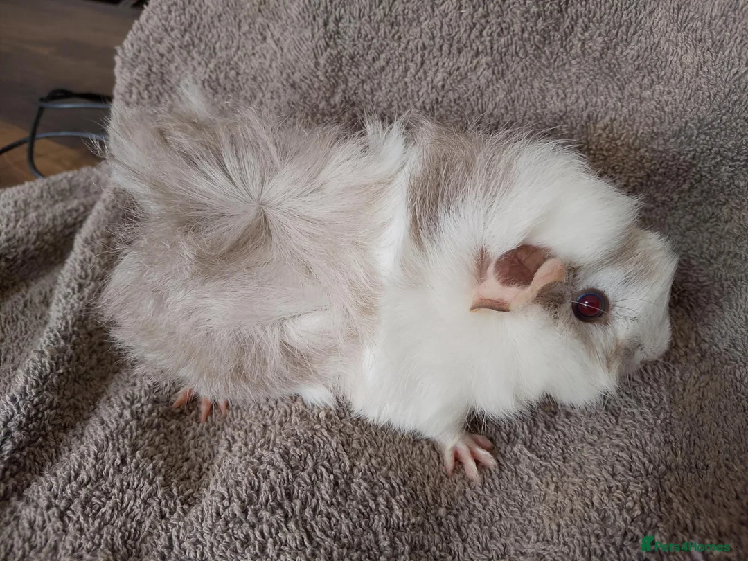 Guinea Pig rodents for sale: Baby guinea sows & adult boar & sow  - Advert 2