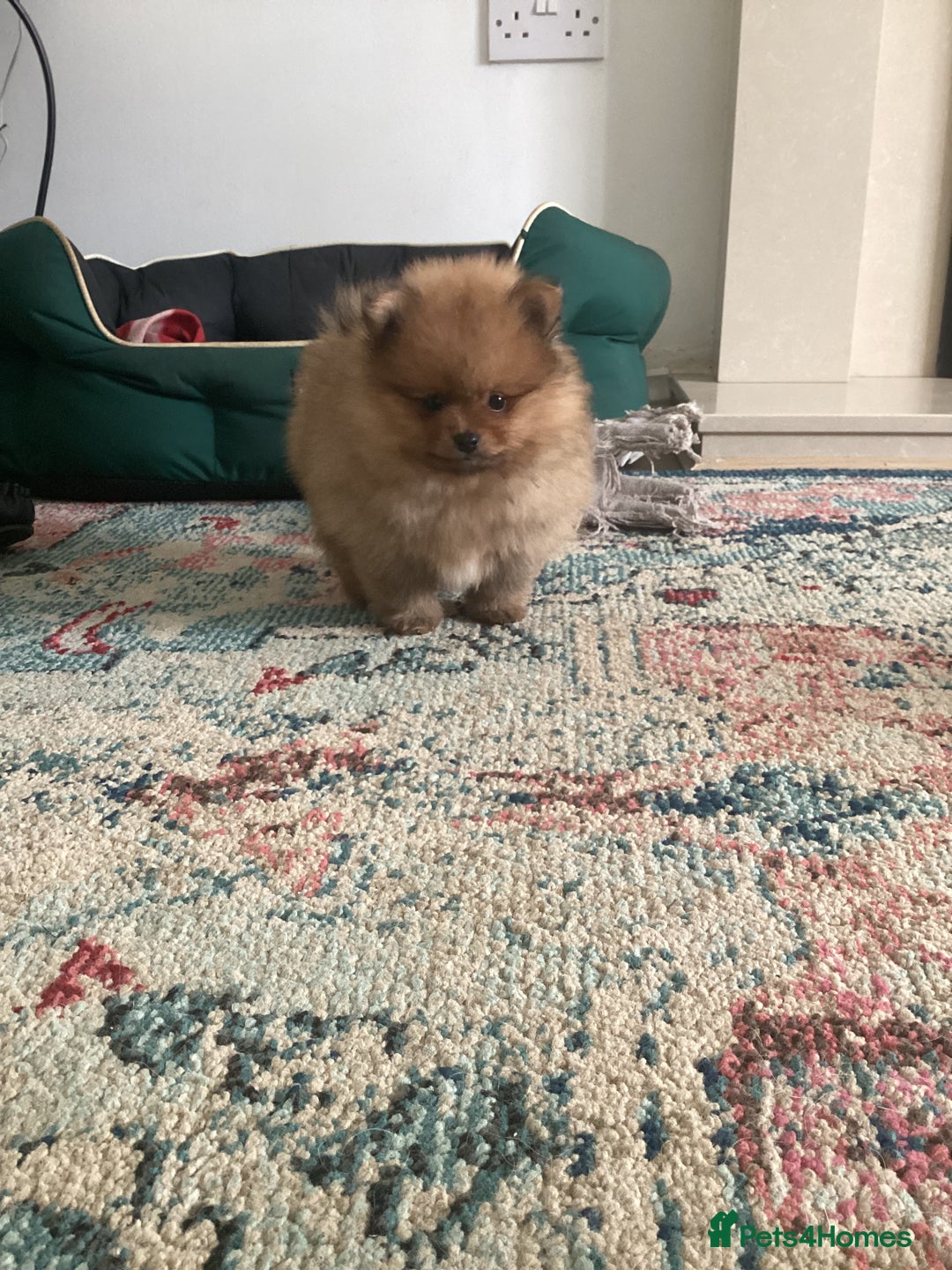 Pomeranian dogs for sale: READY NOW! kc reg STUNNING Pomeranian puppies  - Image 29