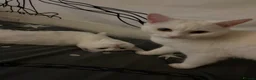 Mixed Breed cats for sale: 2 Female Kittens in Aberdeen - Advert 5