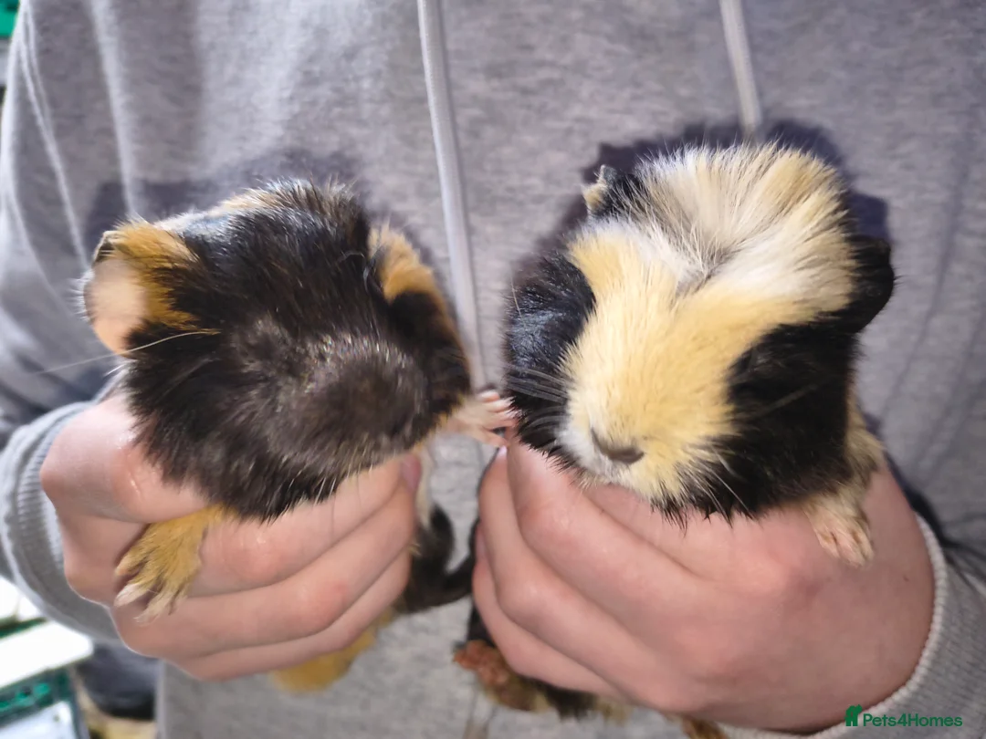 Guinea Pig rodents for sale: lovely guinea pig  in March - Advert 9