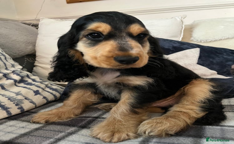 Cocker Spaniel dogs - Advert 2