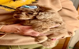 Cavapoo dogs for sale: TOY Fluffy Cavapoo’s From Health Tested Parents - Image 30