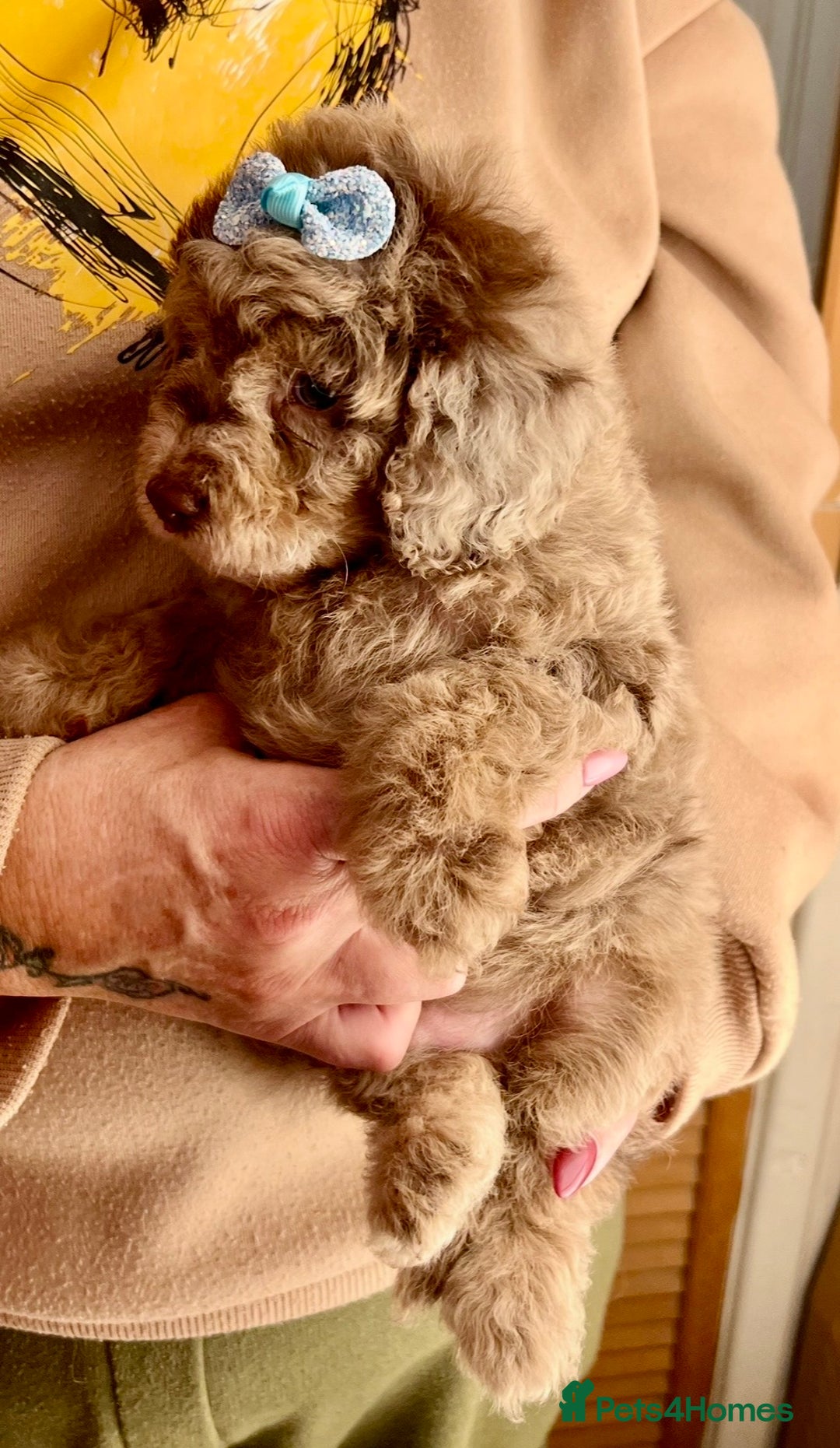 Cavapoo dogs for sale: TOY Fluffy Cavapoo’s From Health Tested Parents - Image 30