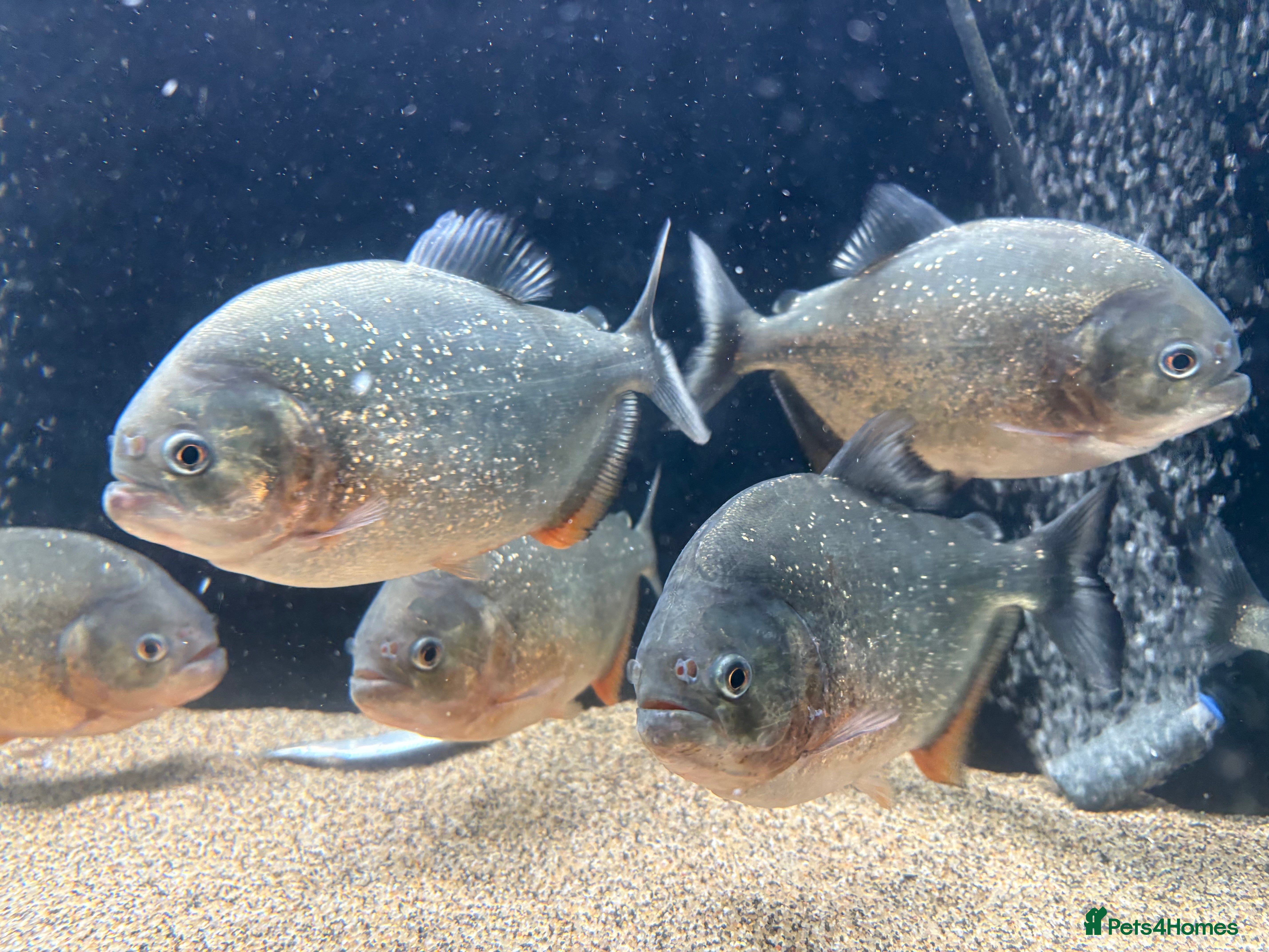 Piranhas fish Red Belly Piranhas - Advert 17