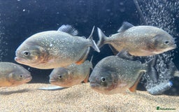 Piranhas fish for sale: Red Belly Piranhas - Image 1