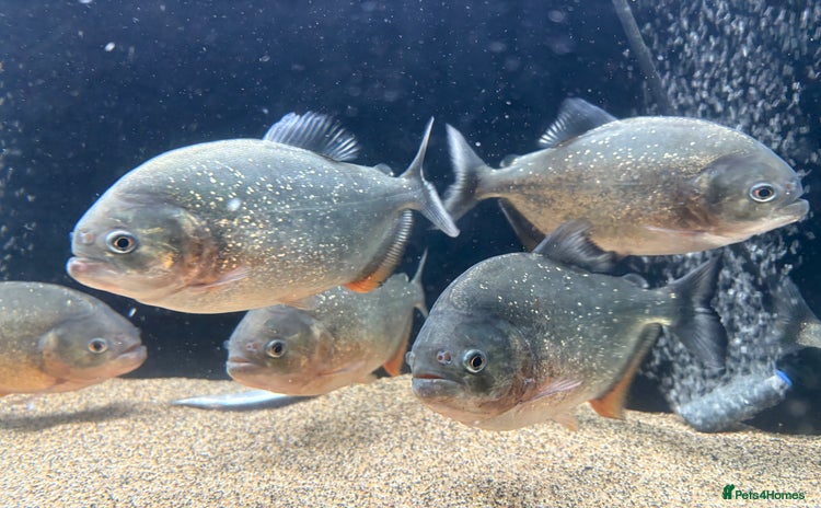Piranhas fish - Advert 1