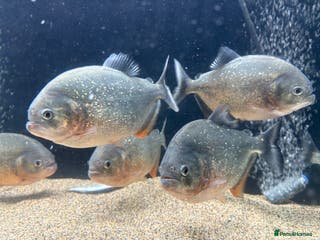 Piranhas fish Red Belly Piranhas - Advert 19