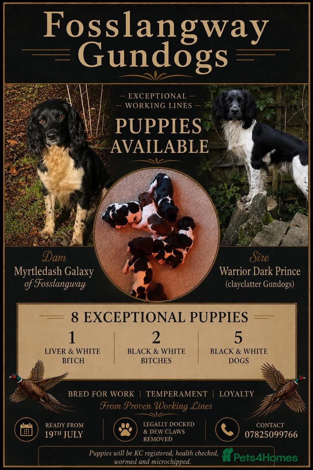 English Springer Spaniel dogs KC ESS heavily coloured pups  - Advert 1