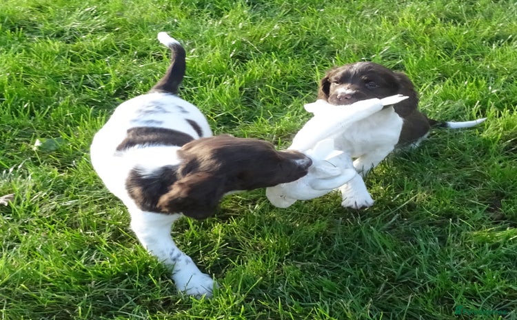 English Springer Spaniel dogs - Advert 6