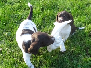English Springer Spaniel dogs - Advert 34
