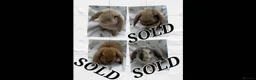 Dwarf Lop rabbits for sale: Beautiful Dwarf Lop Bunny - Advert 1