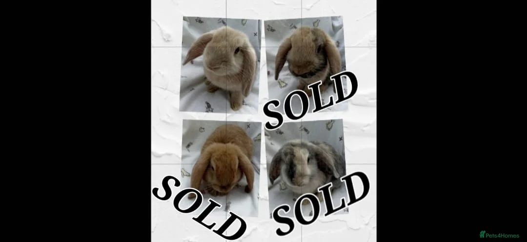 Dwarf Lop rabbits for sale: Beautiful Dwarf Lop Bunny - Advert 1