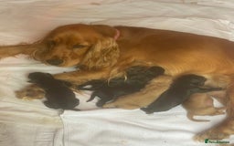 Cockerdor dogs for sale: Outstanding working gun puppies  - Image 18