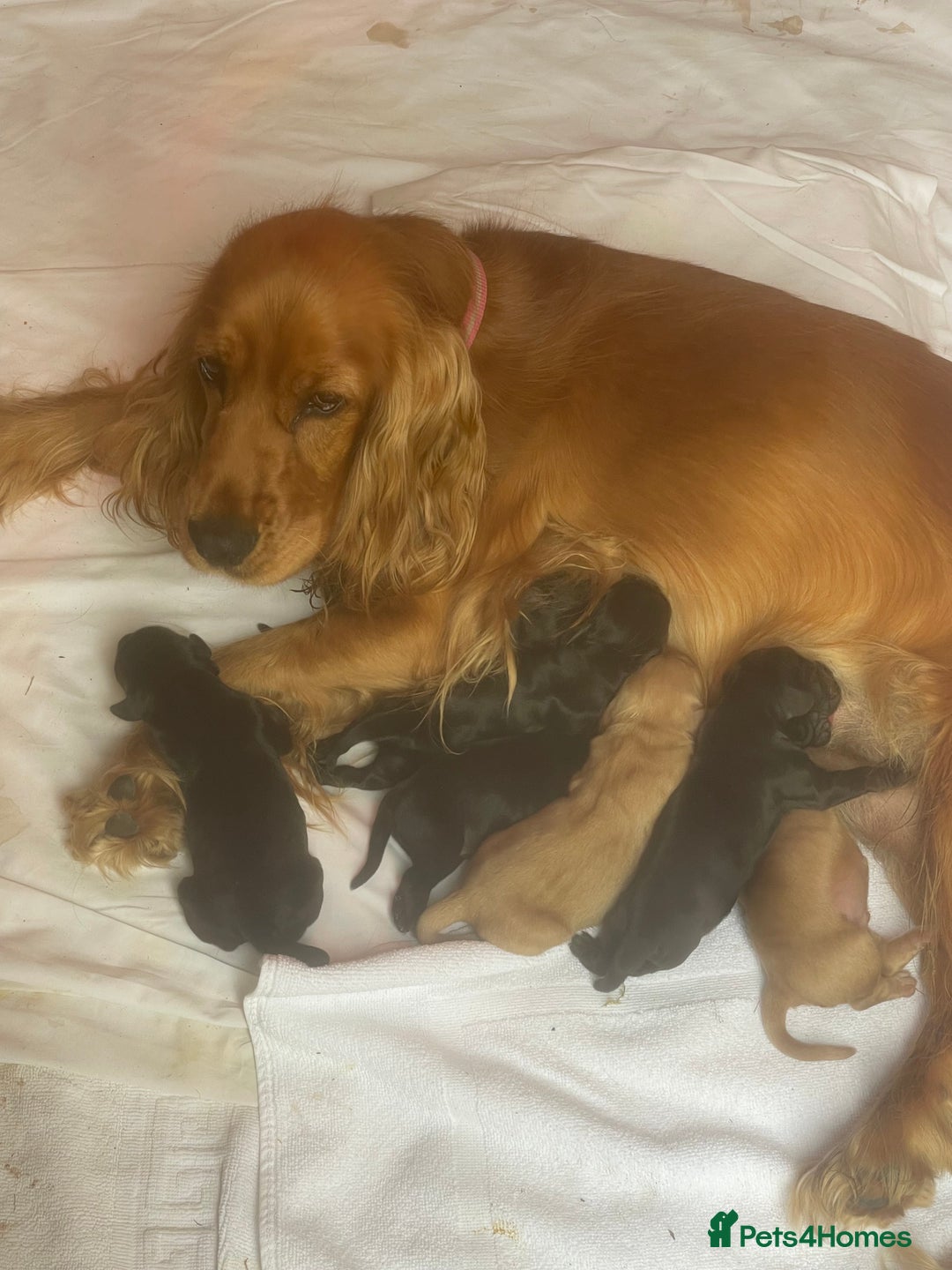 Cockerdor dogs for sale: Outstanding working gun puppies  - Image 18